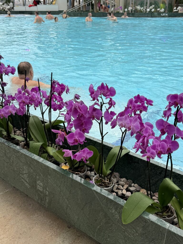widok na basen poprzez kwiaty